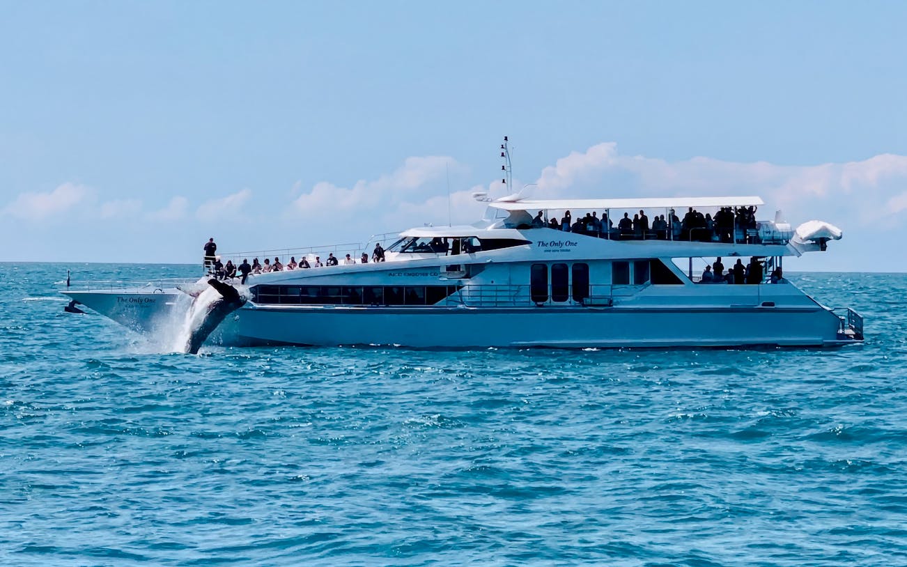 Luxury yacht with tourists watching a whale breach in Gold Coast waters.