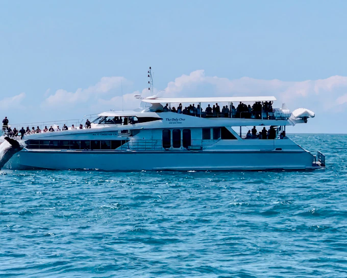 Luxury Yacht Whale Watching Tour With Marine Biologist