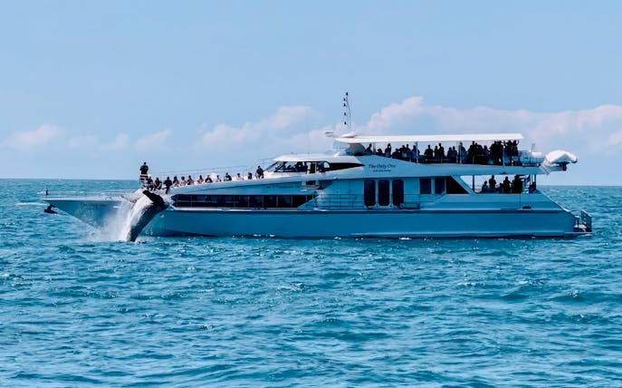 Luxury yacht with tourists watching a whale breach in Gold Coast waters.