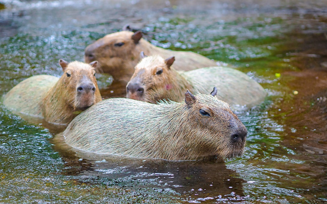 Capybaras swimming in water at Safari World.
