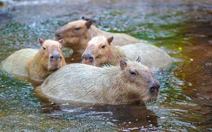 Capybaras swimming in water at Safari World.