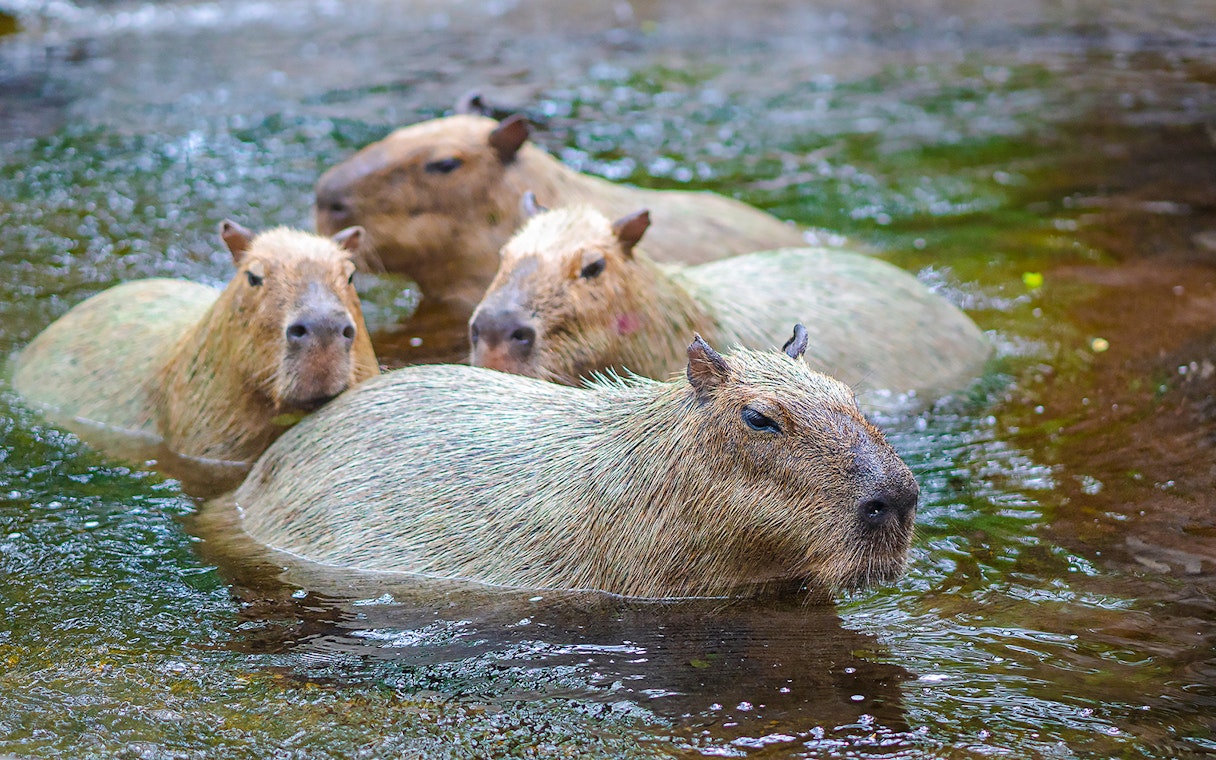 Capybaras swimming in water at Safari World.