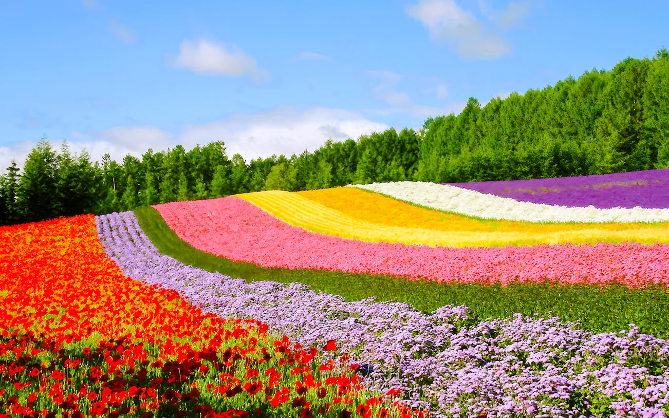 Colorful flower fields in Hokkaido with vibrant rows of blooms under a clear sky.