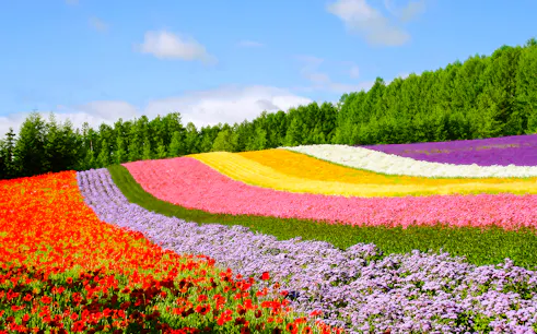Colorful flower fields in Hokkaido with vibrant rows of blooms under a clear sky.