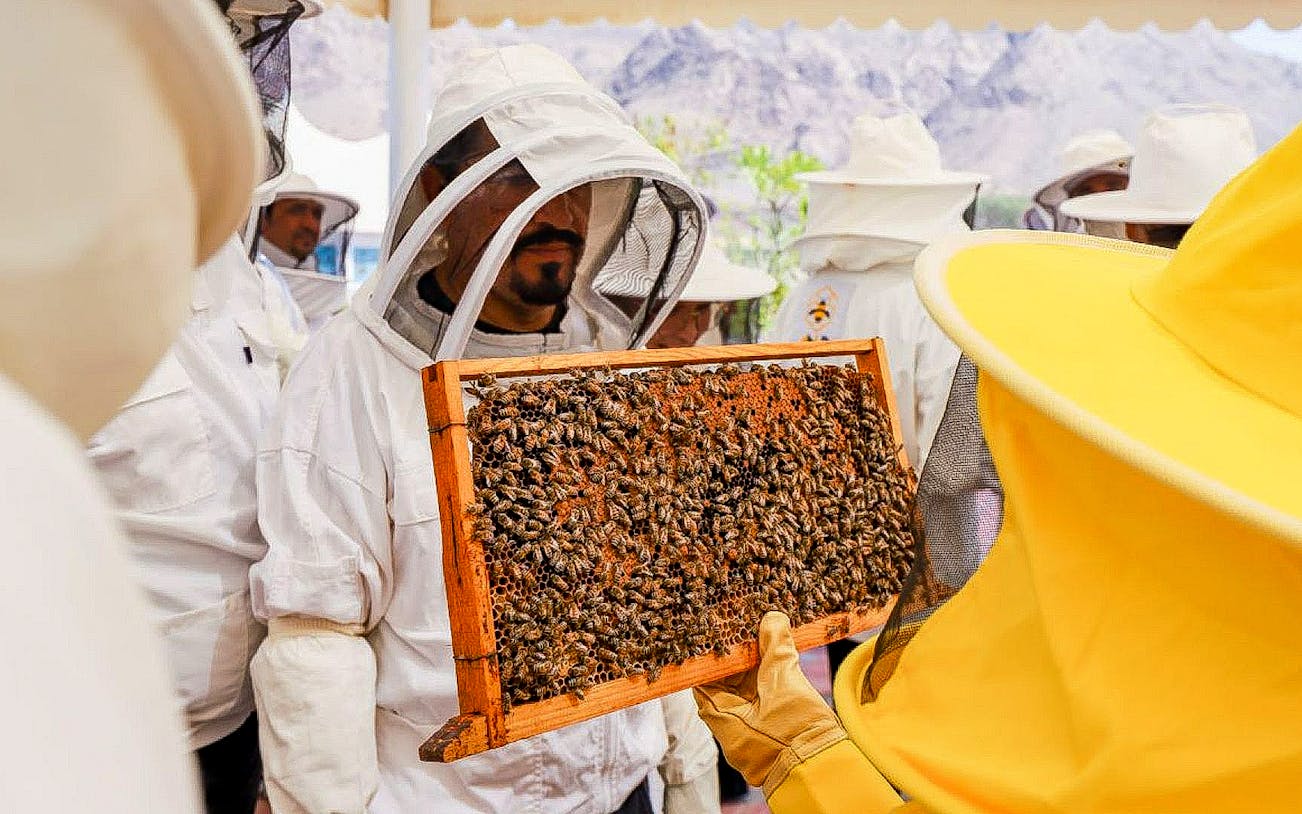 Beekeepers examining a honeycomb frame during the Heritage Village Tour at Hatta Dam.