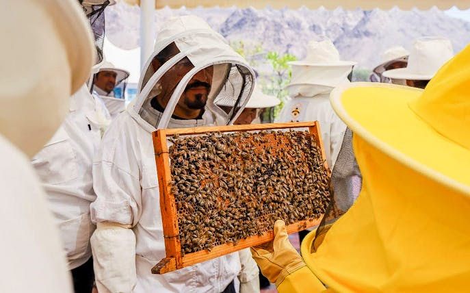 Beekeepers examining a honeycomb frame during the Heritage Village Tour at Hatta Dam.
