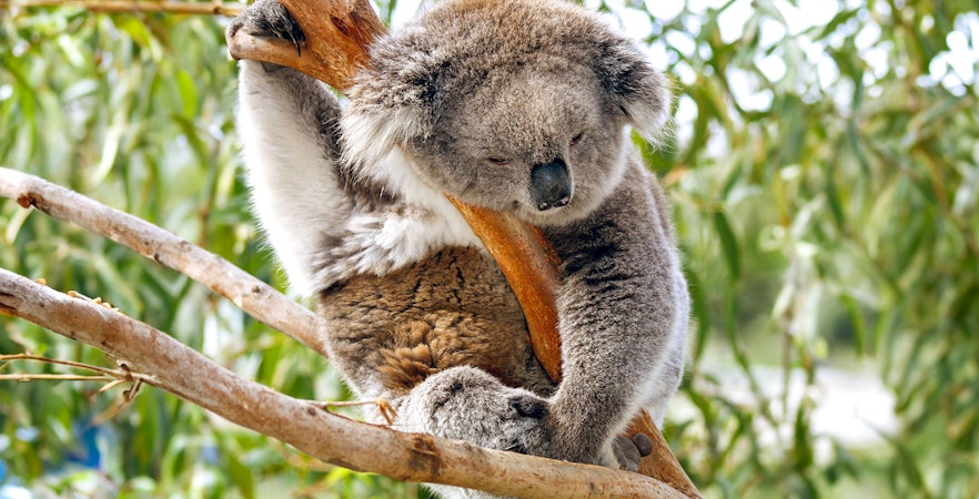 Rezerwat ochrony koali