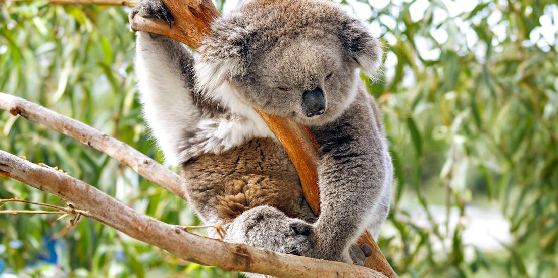 Koala Conservation Reserve
