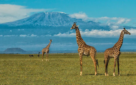 Masai Mara, Chyulu Hills, Tsavo & Diani Beach Multi-Day Safari and Beach Tour