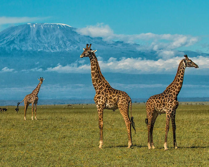Masai Mara, Chyulu Hills, Tsavo & Diani Beach Multi-Day Safari and Beach Tour