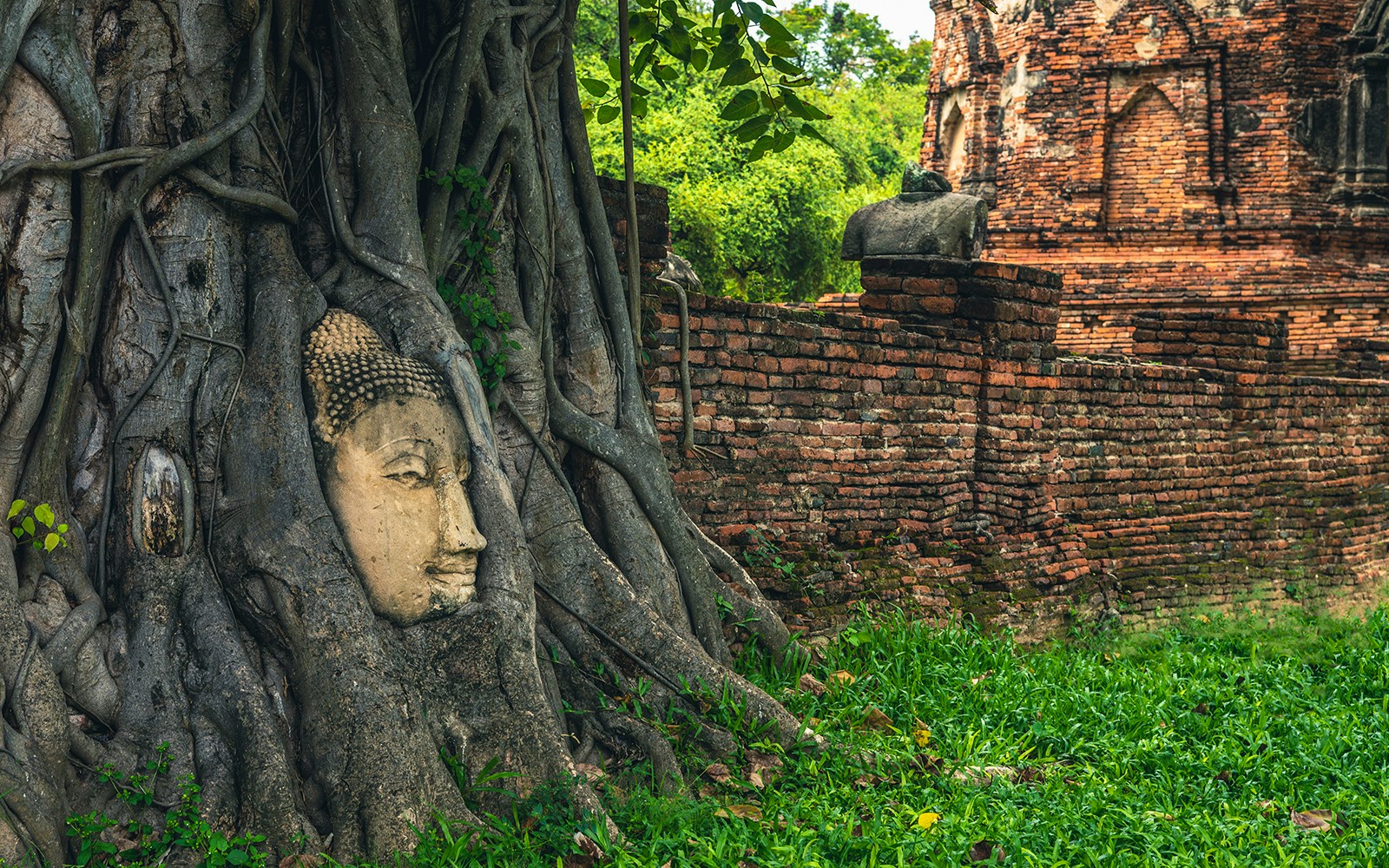 Buddha head entwined in tree roots at Ayutthaya Historical Park, Thailand.