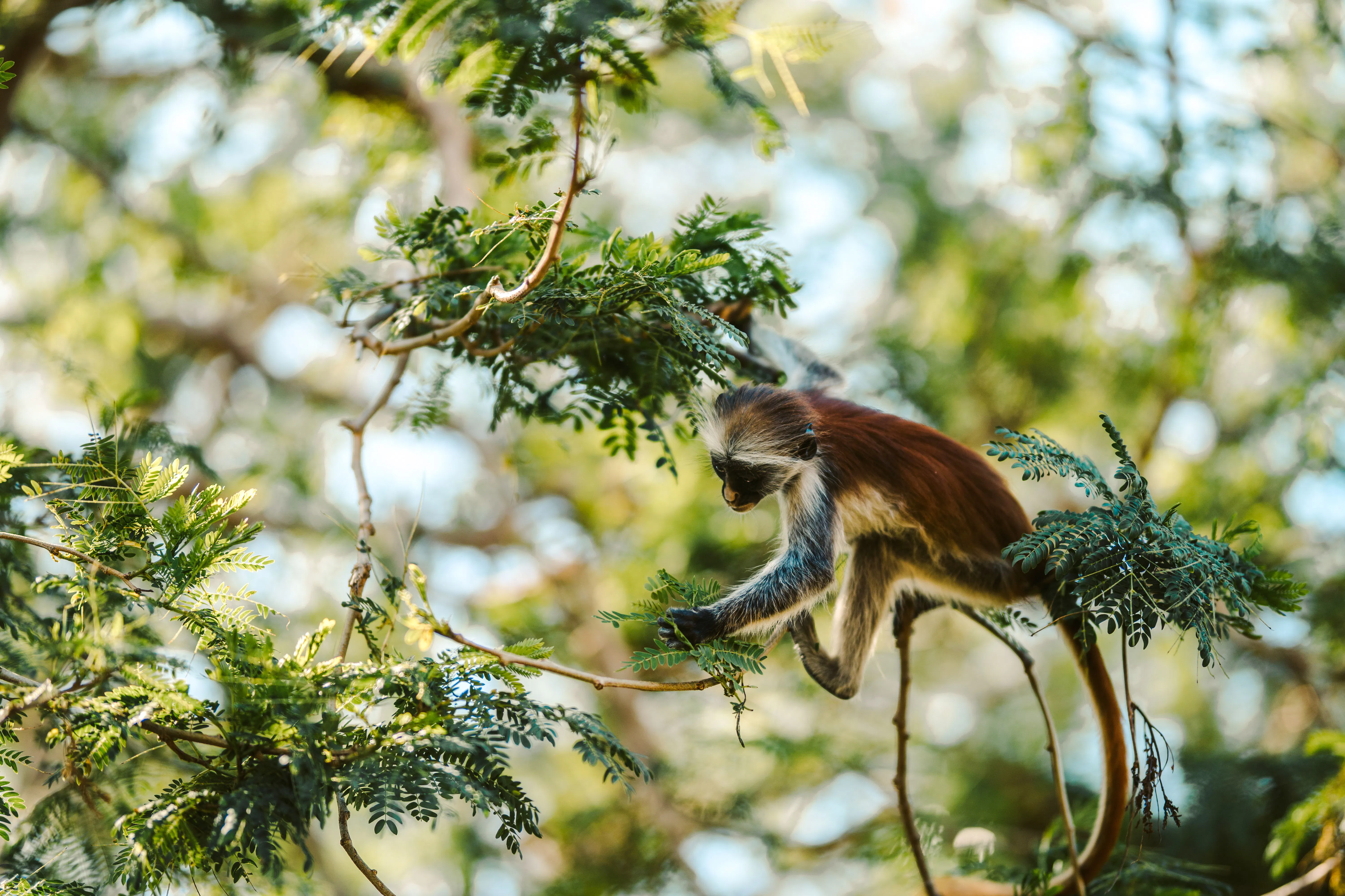 Red colobus monkey in Jozani Forest, Zanzibar, climbing through lush green branches.