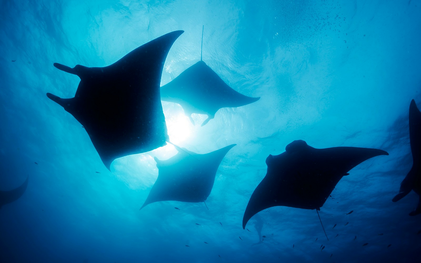 Manta rays swimming underwater in a sunlit ocean.