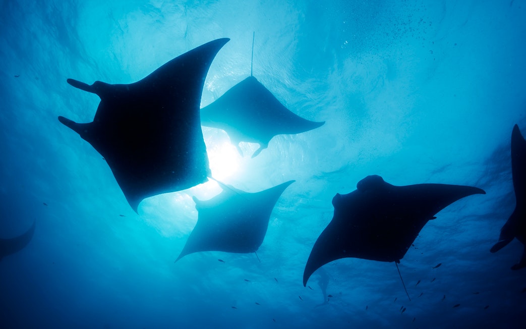 Manta rays swimming underwater in a sunlit ocean.