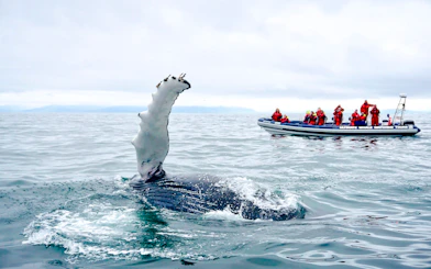 Whale fin near RIB speedboat with guests on whale watching tour from Reykjavik.