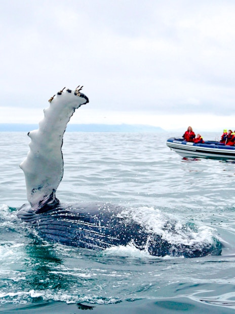Whale fin near RIB speedboat with guests on whale watching tour from Reykjavik.