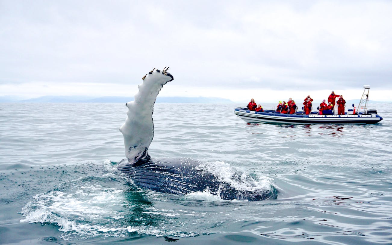 Whale fin near RIB speedboat with guests on whale watching tour from Reykjavik.