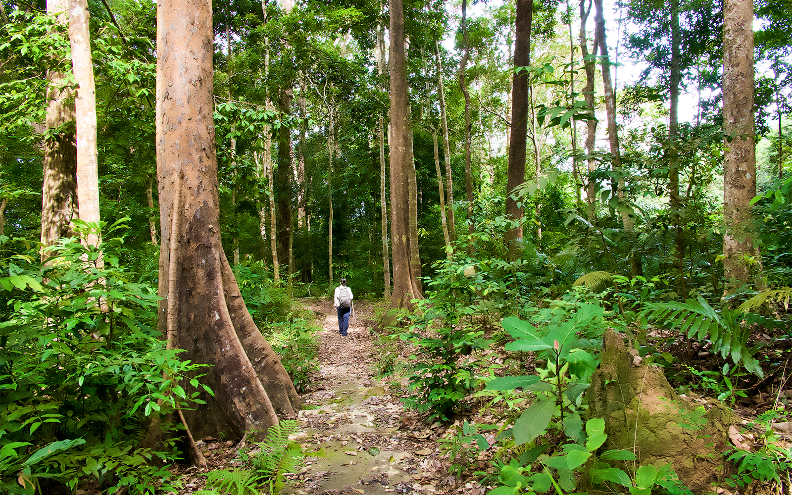 Langkawi SkyTrail