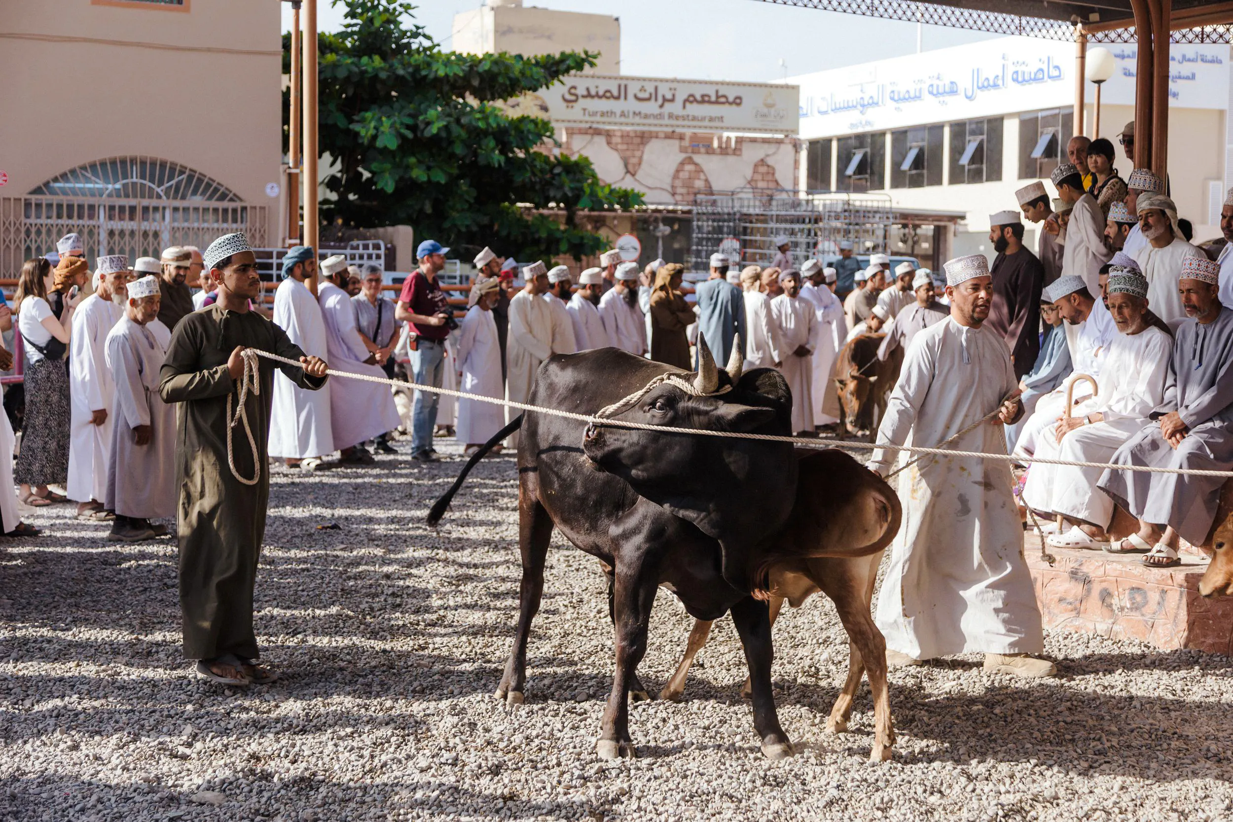 Men leading cattle at Nizwa market, Oman, with a crowd observing the traditional scene.