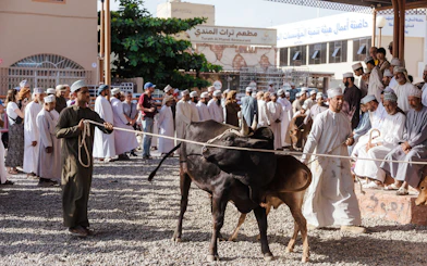Men leading cattle at Nizwa market, Oman, with a crowd observing the traditional scene.