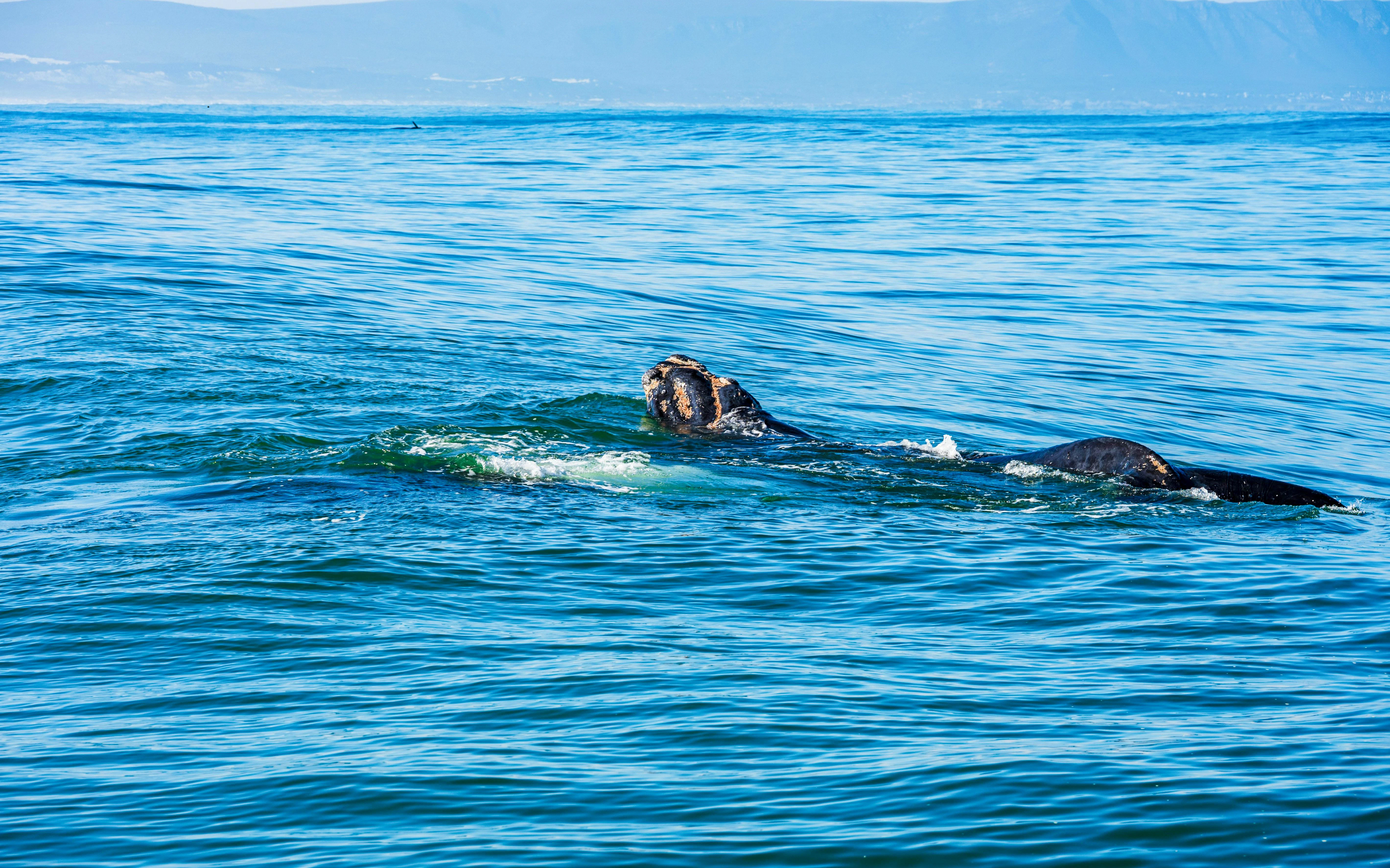 Whale surfacing in Hermanus Bay, South Africa during a whale watching cruise.