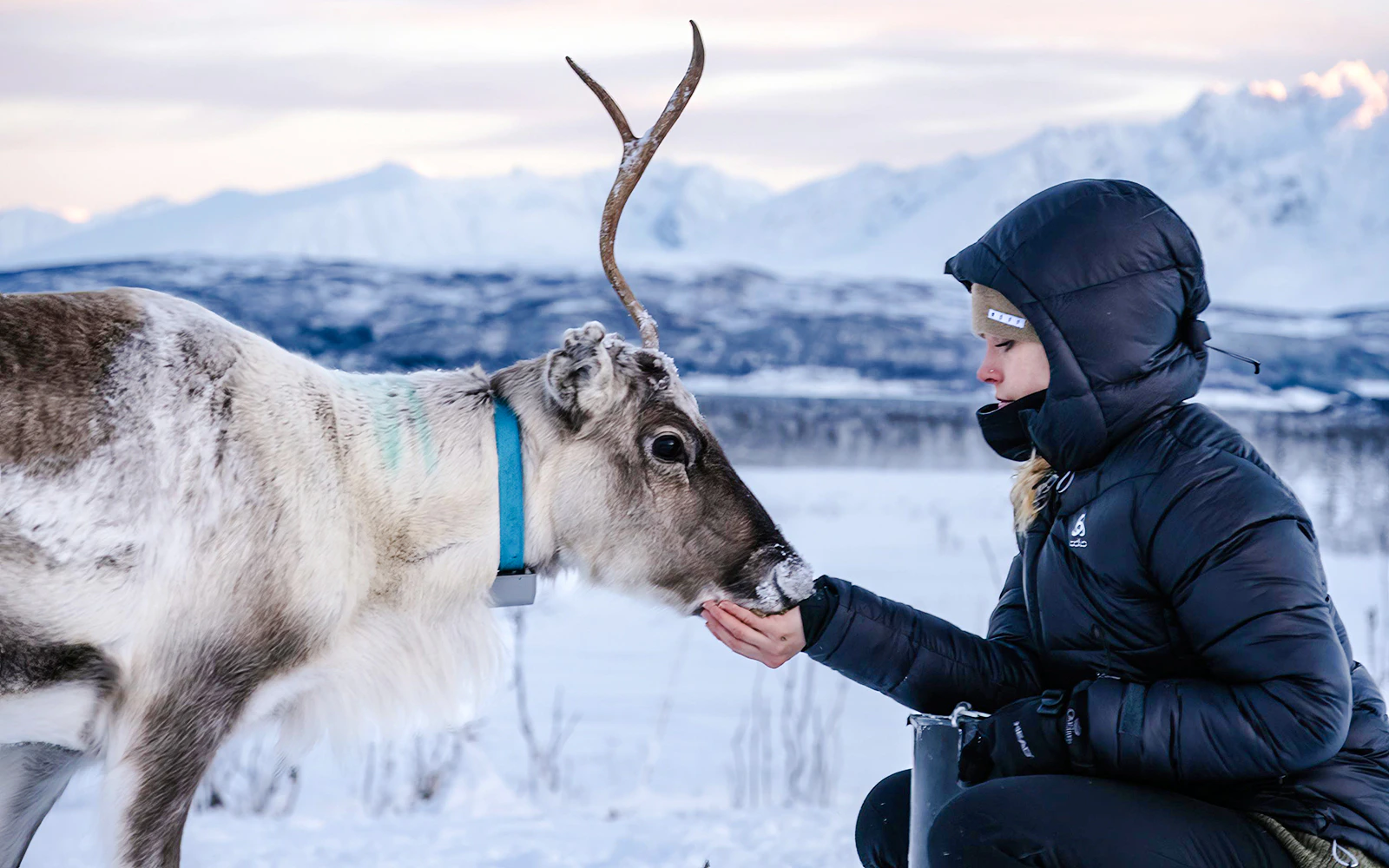 Reindeer meet and greet