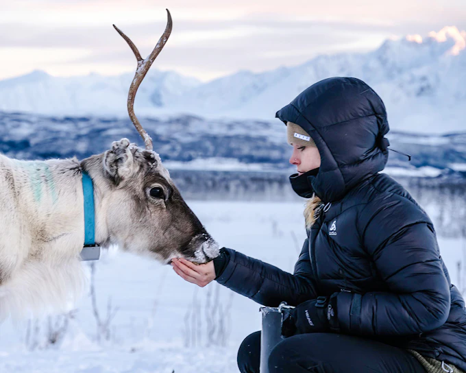 From Tromso: Reindeer Feeding and Sami Culture Tour with Lunch
