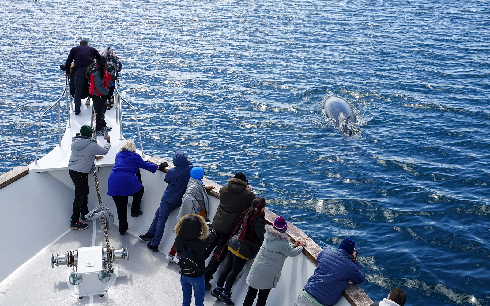 Whale sighted near yacht during whale watching tour.