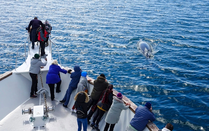 Whale sighted near yacht during whale watching tour.