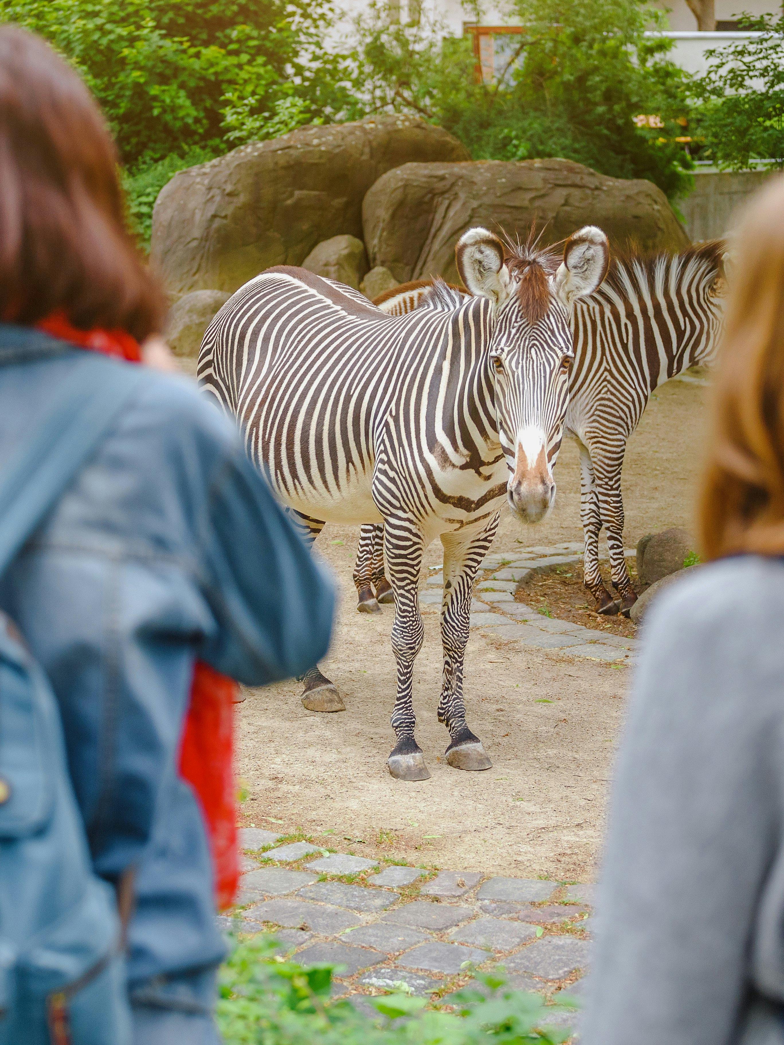 São Paulo Zoo Tickets