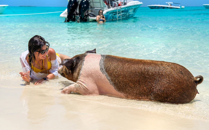 Swimming with a pig on Rose Island beach, Bahamas, with boats in the background.