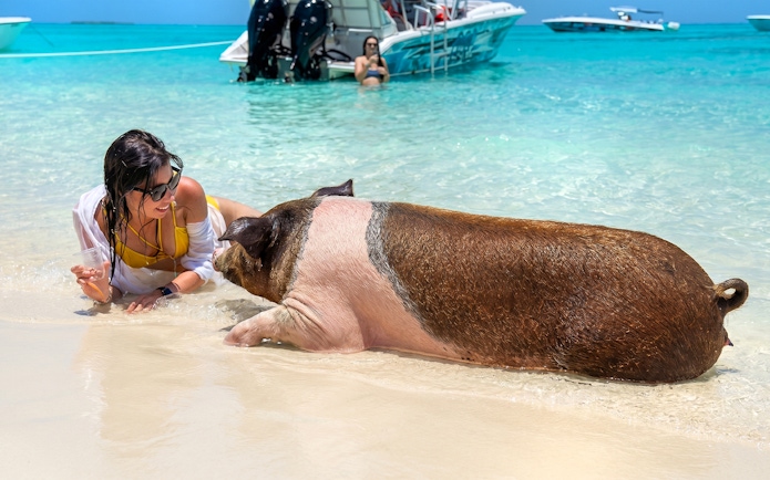 Swimming with a pig on Rose Island beach, Bahamas, with boats in the background.