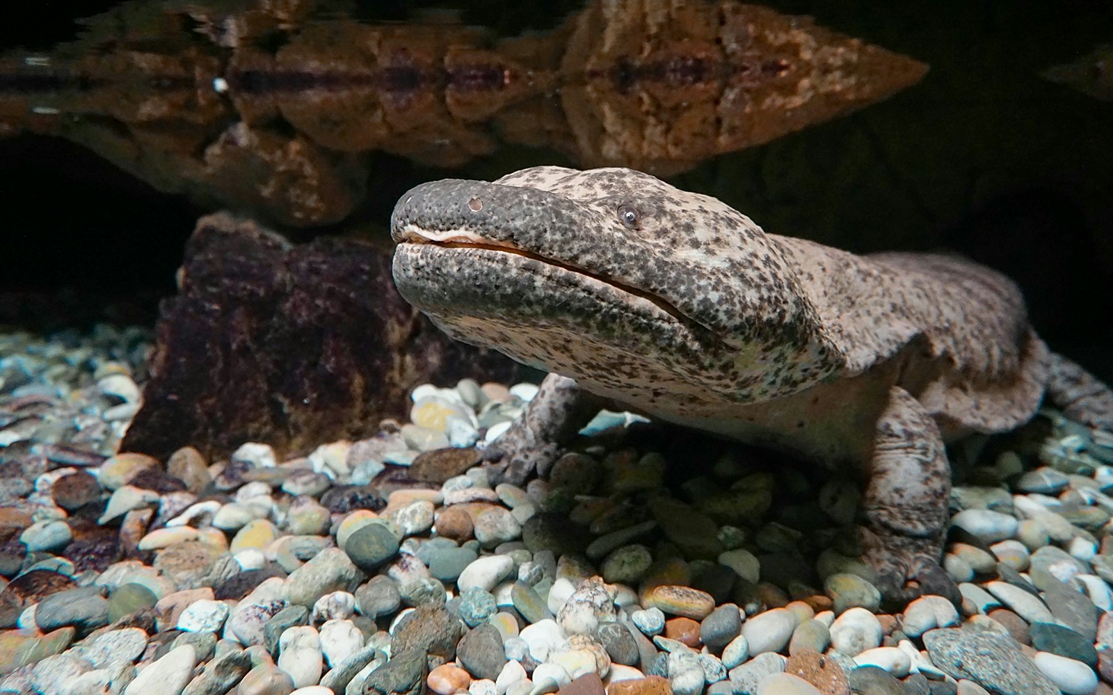 American Museum of Natural History