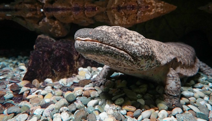 Prague Zoo - Salamanders