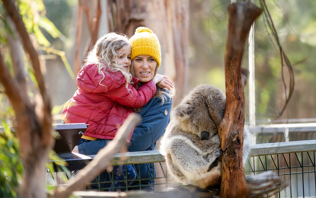 Visitors observing a koala at a conservation reserve.