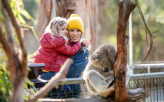 Visitors observing a koala at a conservation reserve.