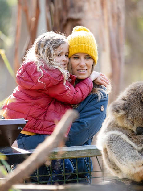 Visitors observing a koala at a conservation reserve.