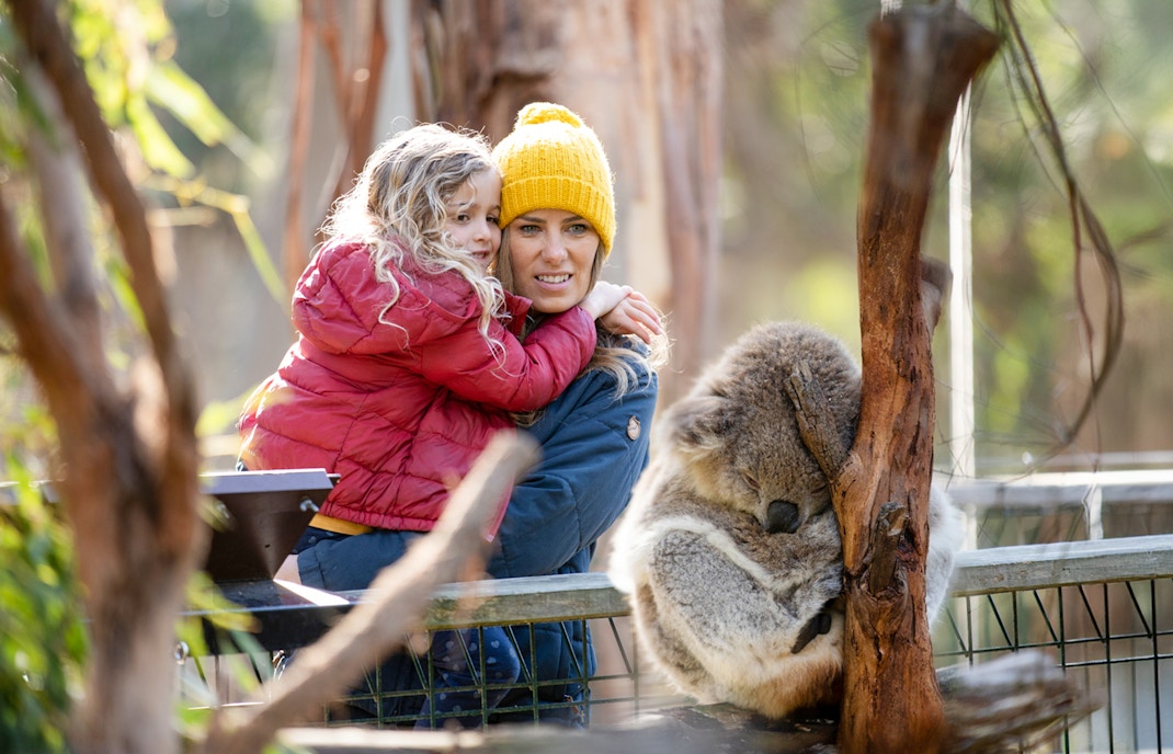 Visitors observe koalas in their natural habitat at Phillip Island Conservation Reserve, Australia.