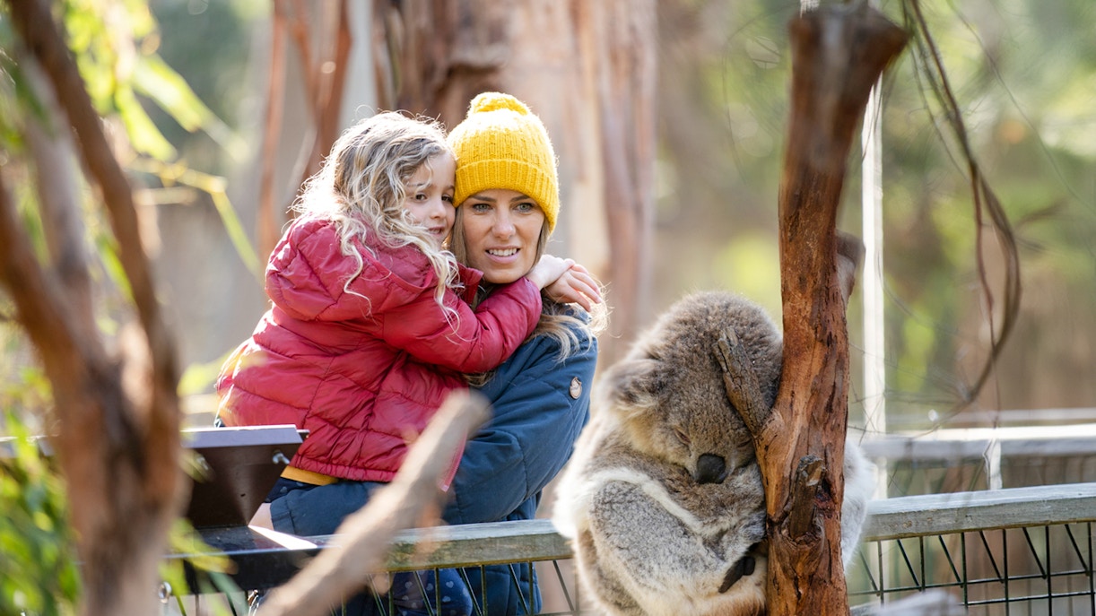Visitors observe koalas in their natural habitat at Phillip Island Conservation Reserve, Australia.