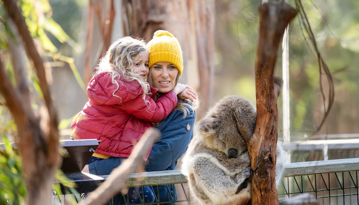 Visitors observe koalas in their natural habitat at Phillip Island Conservation Reserve, Australia.