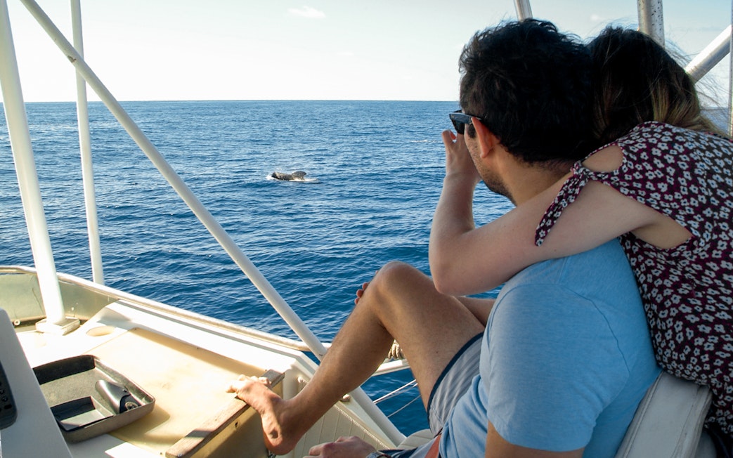 Tourists on a luxury boat watching dolphins in Tenerife.