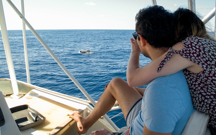 Tourists on a luxury boat watching dolphins in Tenerife.