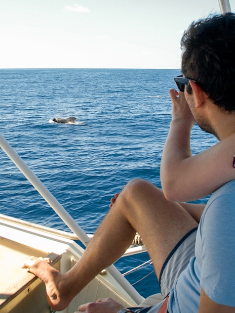 Tourists on a luxury boat watching dolphins in Tenerife.