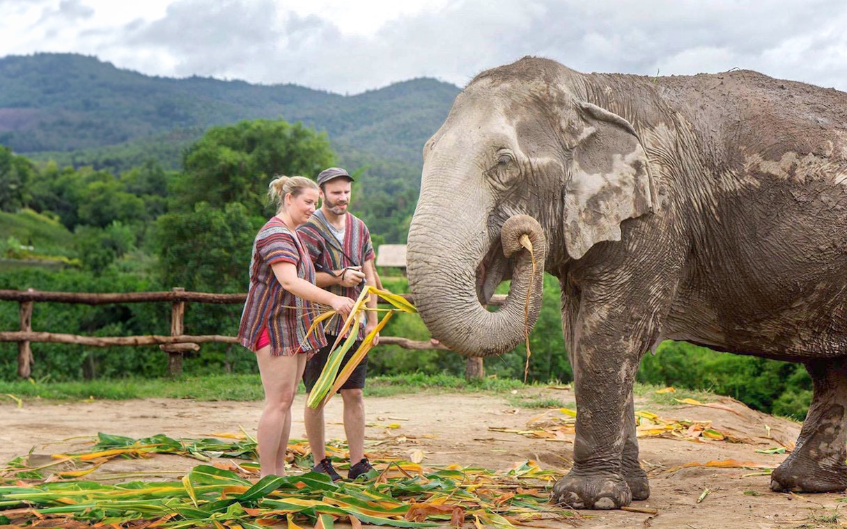 Couple feeding an elephant in a lush, mountainous area.