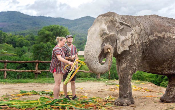 Couple feeding an elephant in a lush, mountainous area.