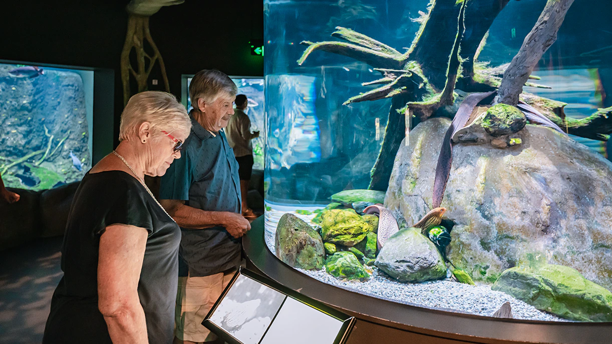 Visitors observing marine life at Cairns Aquarium exhibit.