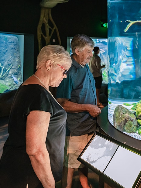 Visitors observing marine life at Cairns Aquarium exhibit.