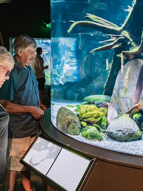 Visitors observing marine life at Cairns Aquarium exhibit.