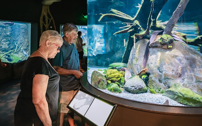 Visitors observing marine life at Cairns Aquarium exhibit.