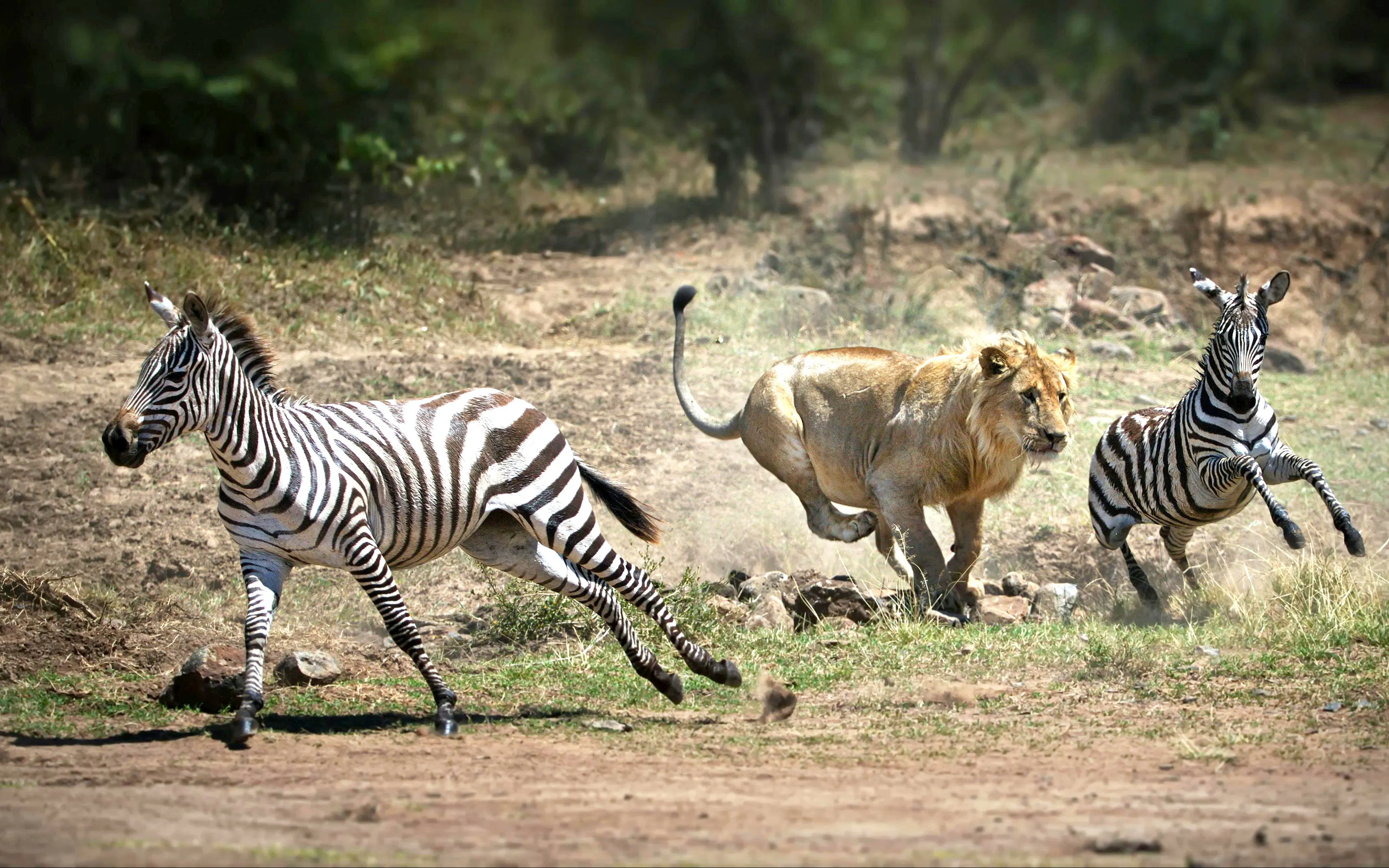 Lioness chasing zebras in Maasai Mara, Kenya.